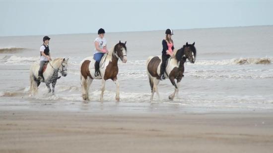 Orchard Farm Equestrian